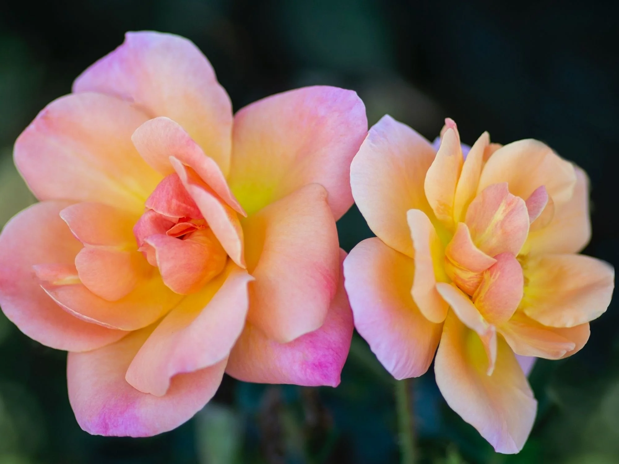 Gallery 3 — Rose Innovations
